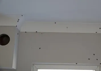 "Bu kış çok önemli" diyerek vurguladı! O böceğe karşı Bakanlık alarmda: 3 yıllık eylem planı