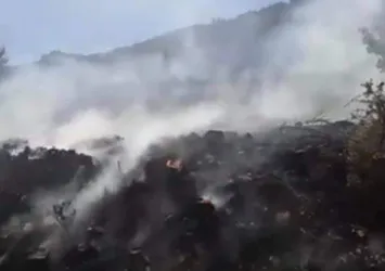 Son dakika: Mersin'de orman yangını! Havadan ve karadan müdahale ediliyor