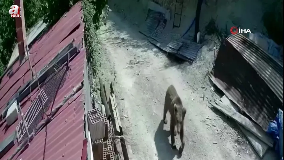 Mahalle ve köyle inmeye başladılar! Aç ayı böyle görüntülendi