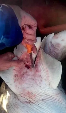 Yürüyüş yaptıkları sırada buldular! Fosil zannedip eve götürdükleri nesne bomba çıktı 23