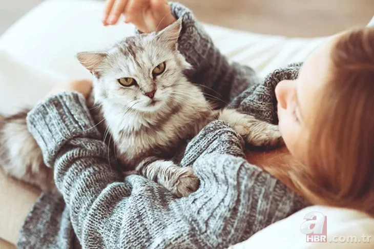 Belçika’da kediye koronavirüs bulaştı! Evcil hayvanlardan insana koronavirüs geçer mi?