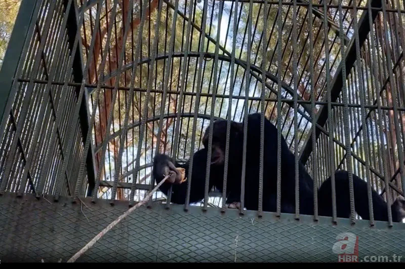 Maymun böyle kaçırdı! Halk seferber oldu 22