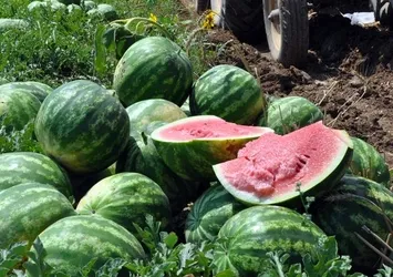 Her yıl yarım milyon ton karpuz çöpe gidiyor