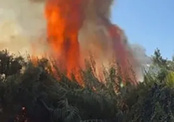 Antalya'da çalılık yangını seralara zarar verdi!