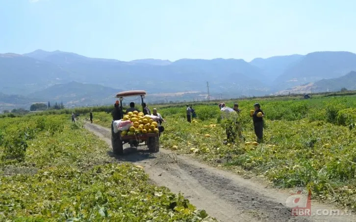 Ücretsiz dağıtıldı duyan akın etti! 220 dönümlük arazide rekor hasat! Üreticiler 600 tonu gözden çıkardı: Araçlarla gelip topladılar 9