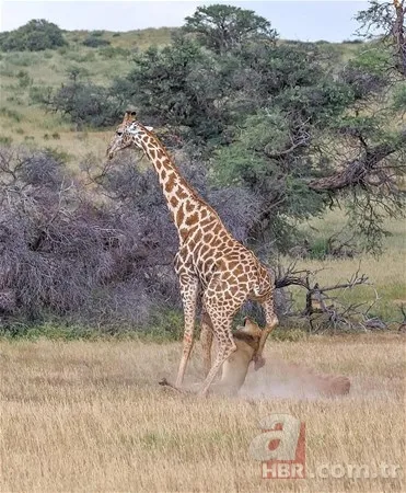Zürafa aslanlara yem olmaktan kurtulamadı! Vahşi doğanın acımasız yüzü 6