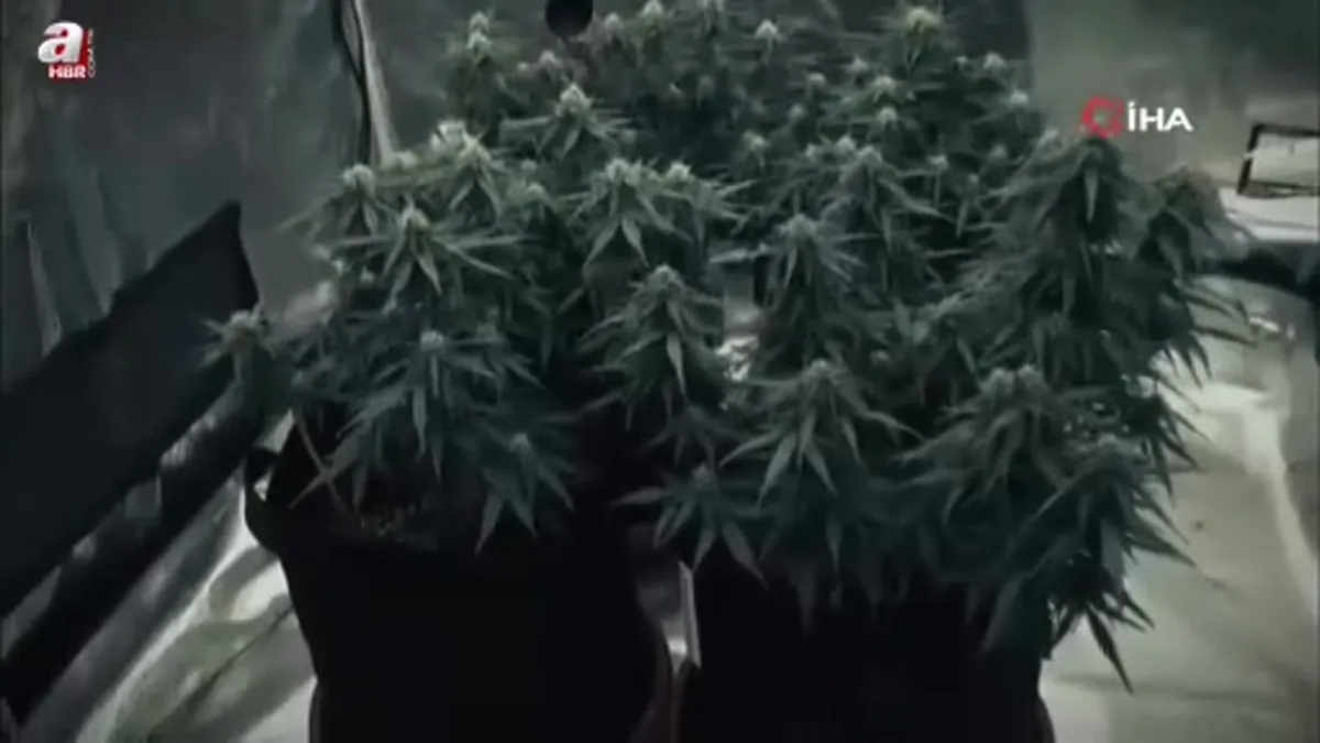 Gardırobu açtılar sera çıktı: 2 gözaltı