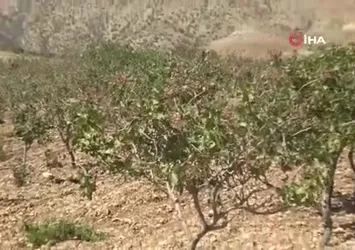 Batman Gercüş'te fıstık hasadı başladı