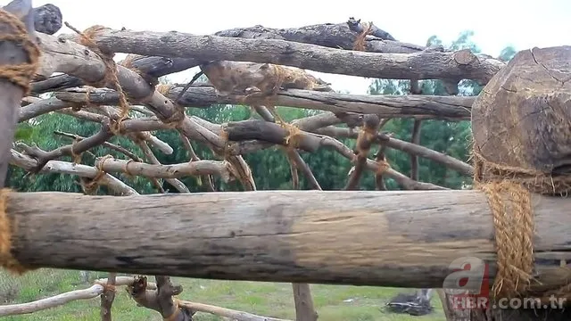 Öyle bir şey yaptı ki! Herkes hayran kaldı... 23