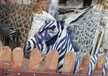 'Zebra görünümlü eşek' paylaşımı viral oldu
