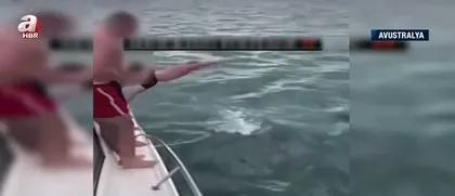 Katil balinaların üzerine balıklama atladı! Bedelini ağır ödedi