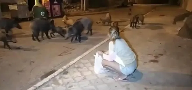 Muğla’da şehre inen yaban domuzlarını elleriyle beslediler