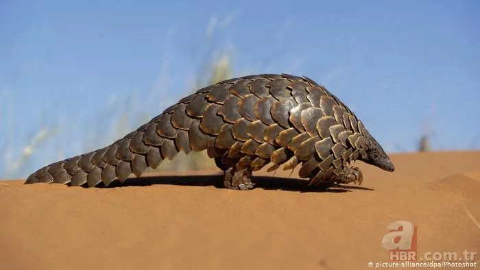 Pangolin koronavirüs taşıyıcısı çıktı! İşte Pangolinlerin yaşadığı ülkeler ve bölgeler... 13