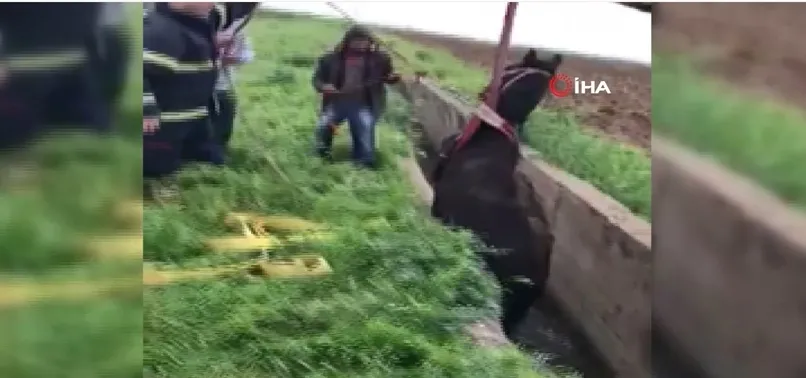 Şanlıurfa'da kanala düşen at kurtarıldı