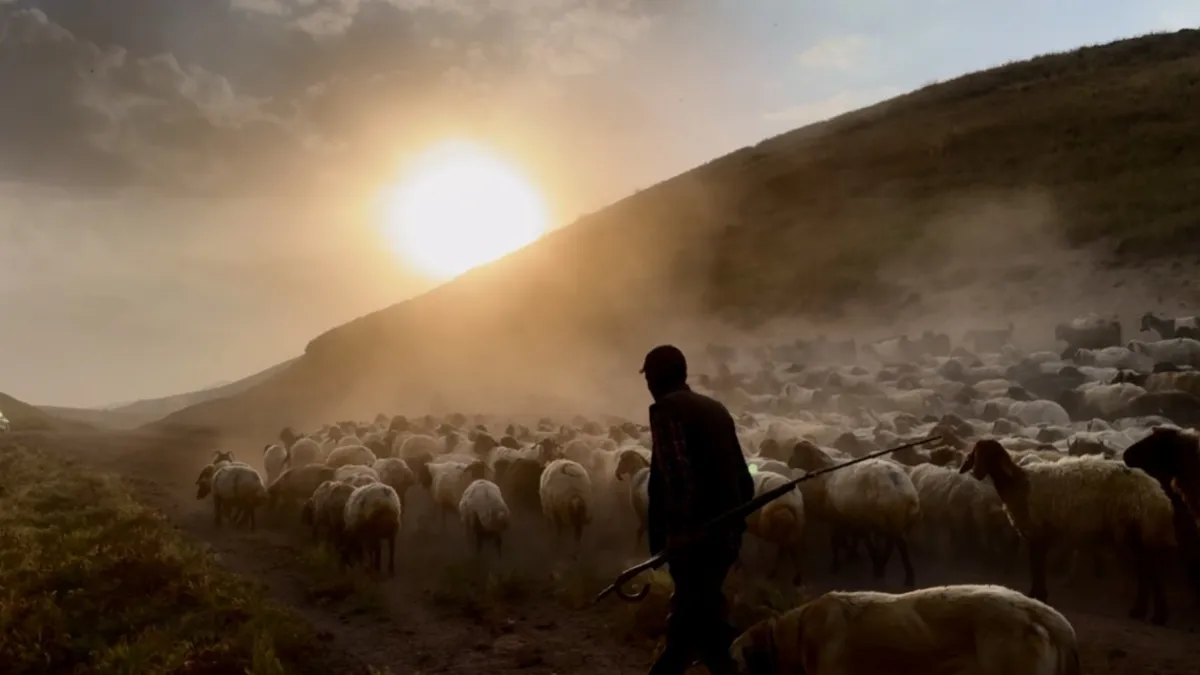 Sürülerin geleneksel tozlu yolculuğu başladı