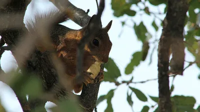 Sincabın meşe palamudu keyfi