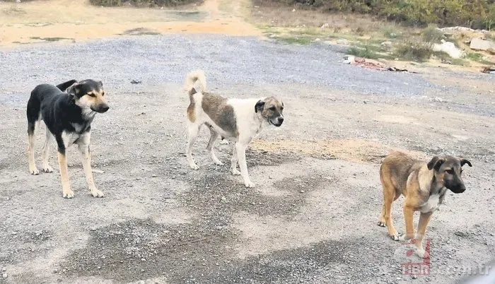 Ekşi Sözlük skandalı bitmek bilmiyor! 'Bir çocuğu mu kurtarırsınız yoksa bir köpeği mi?' sorusuna mide bulandıran cevaplar 2