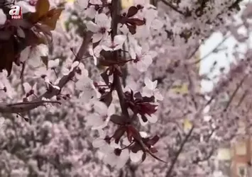 Konya'da kar hububatta sevindirdi