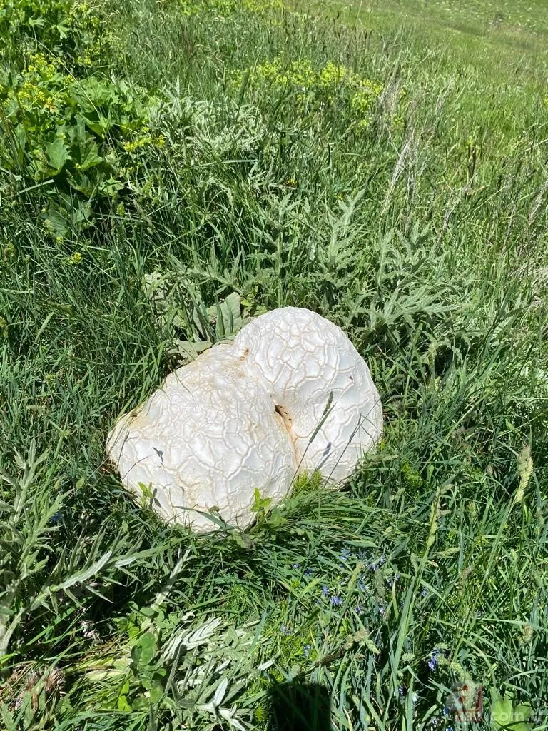 Sivas'ta yürüyüşe çıkan iki arkadaş buldu: Kaya sandılar gerçek bambaşka çıktı 3