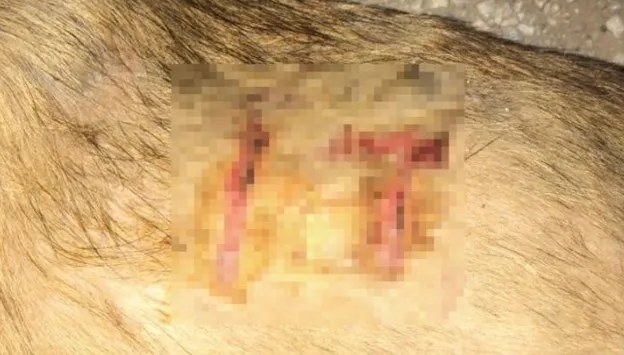 Sakarya'da köpeğin vücuduna jiletle "it" yazdılar - 2