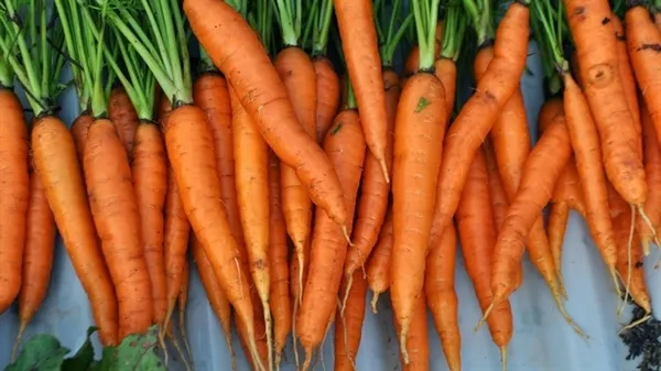 sabahlari-2-tane-havuc-tuketin-o-dertten-kurtulun-ac-karnina-yerseniz-1709986030992.jpg Sabahları 2 tane havuç tüketin o dertten kurtulun! Aç karnına yerseniz... - 1