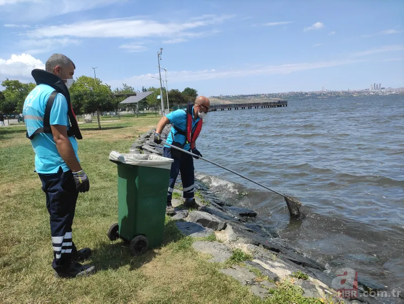 Küçükçekmece Gölü’nde büyük dram! CHP'li İBB kılını bile kıpırdatmıyor! Balıklardan sonra şimdi de martı ölümleri başladı 19