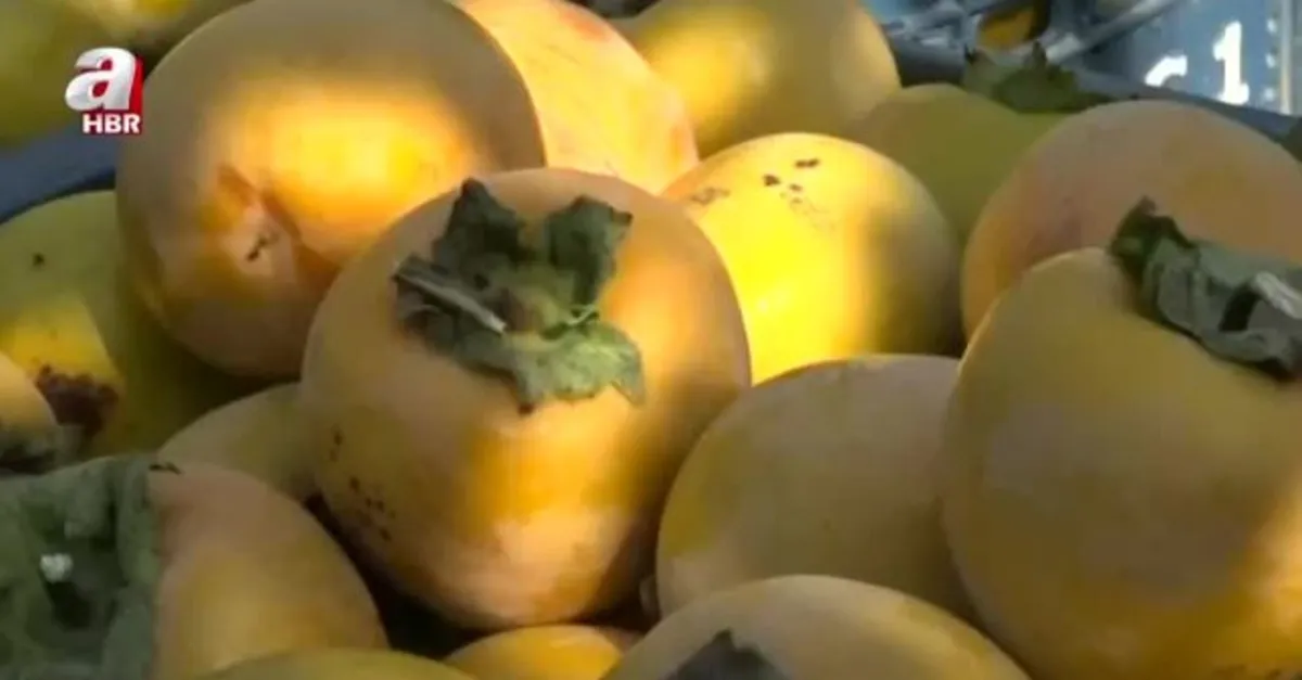 Adana'da cennet hurması üretimi