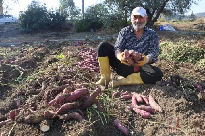 Tarlada 30 manavda 70 TL! Kuraklık vurdu verim yarıya indi 6