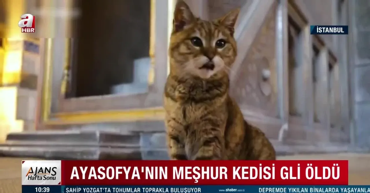 Ayasofya'nın meşhur kedisi Gli öldü!