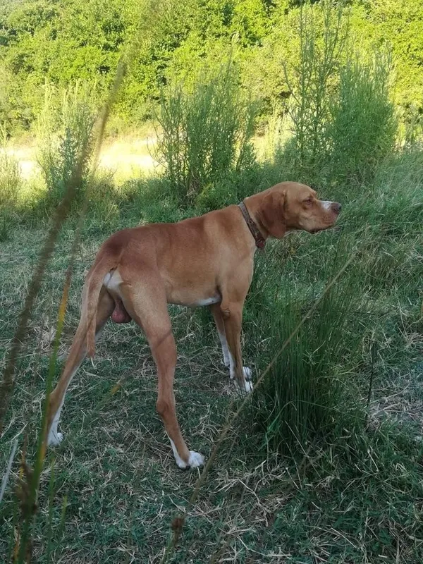 bursada-20-bin-tllik-kopegi-calinan-vatandas-bulana-kuzu-hediye-edecegim-1667803623987.jpg Bursa’da 20 bin TL’lik köpeği çalınan vatandaş: Bulana kuzu hediye edeceğim - 1