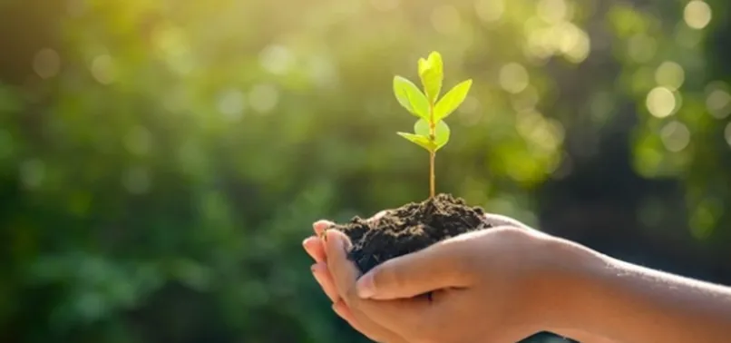 Fidan bağışı nereden, nasıl yapılır? TEMA Vakfı 1 fidan bağışlama fiyatı ne kadar, kaç TL?