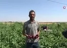Yoldan geçen vatandaşlar için karpuz ekti