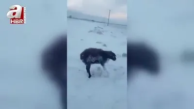 Yakutistan’da -80 derecede hayvanlar dondu