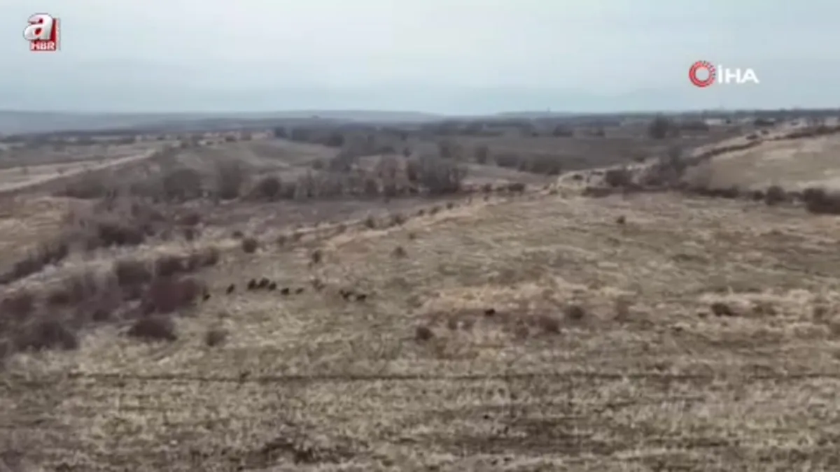 Malatya'da yaban domuzları ekili arazilere zarar verdi