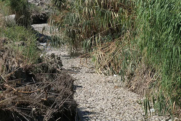 İzmir'de binlerce balık oksijensizlikten telef oldu - 1