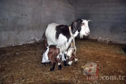 Keçinin doğurduğu ikiz oğlakları görünce dehşete düştü! Ahıra girince...