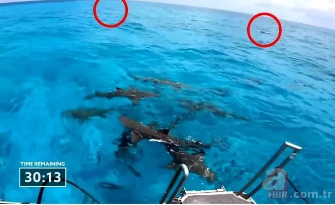 Sosyal medyayı sallayan köpek balığı deneyi yürekleri ağızlara getirdi! Okyanusa kan döküp bekledi ve... 2