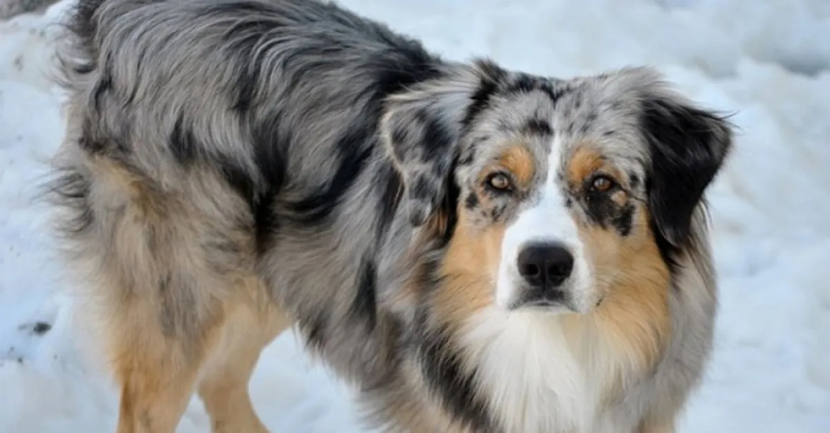 Dünyanın en zeki 10 köpeği belirlendi! Bakın hangi ırklar var…