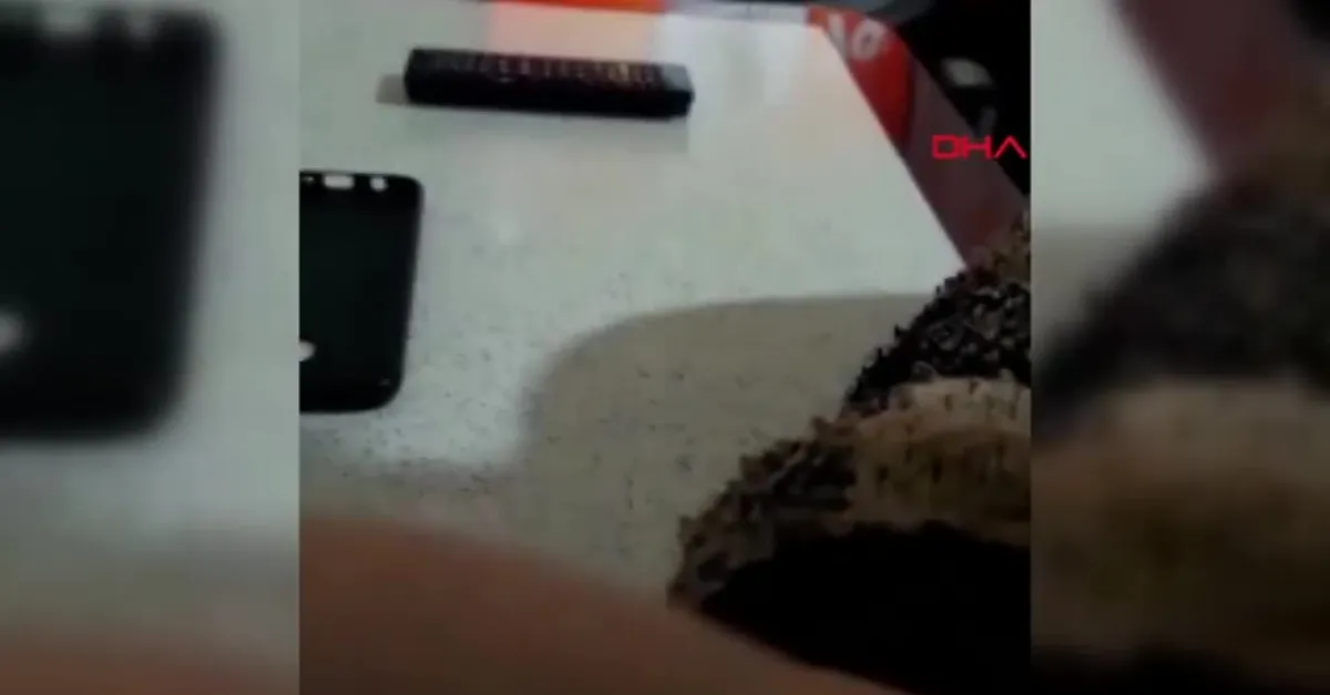 Dini nikahlı eşini öldürdü iddiası! 'Kıtır kıtır kesmezsem adam değilim'