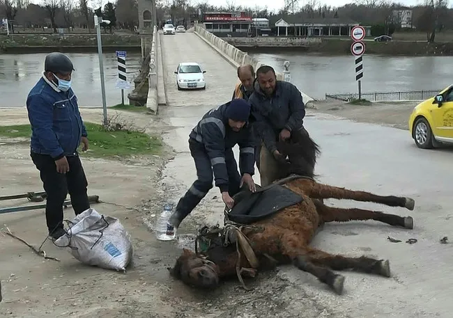 Edirne’de aşırı yükten yere yığılan atı kuyruğundan çekerek ayağa kaldırdılar - 4