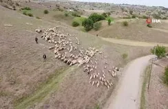 Koyun sürülerinin göçü erken başladı