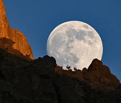 Ender rastlanan anlar! Ortaya çıkan manzara mest etti