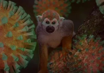 Fransa’da maymun çiçeği vakası artıyor!