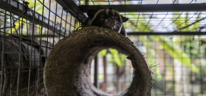 Dünyanın en pahalı kahvesi! Misk kedisinin midesinde mayalanıyor