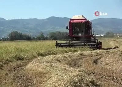 Çeltik üreticilerinin kokarca endişesi