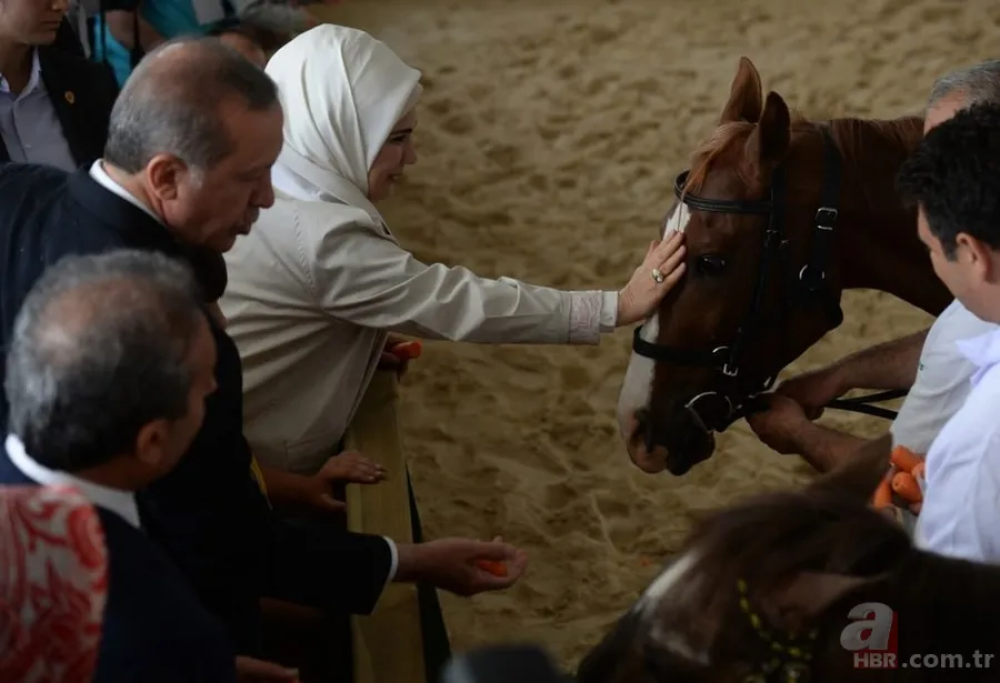 Katar emirinden Cumhurbaşkanı'na sürpriz: 53 tane Arap atı gönderdi 5