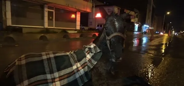 Son dakika: İstanbul Arnavutköy'de minibüs ata çarptı - 3