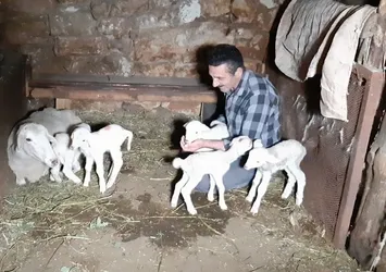 Bir koyun seferde beşiz doğurdu