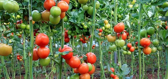 Türkiye Rusya’ya daha fazla domates ihraç edecek