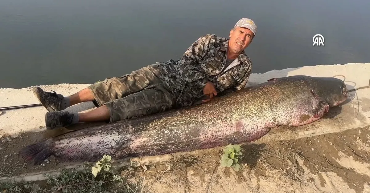 Meriç Nehri'nde oltayla 2,5 metrelik balık yakalandı